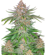 FastBuds Strawberry Pie Auto