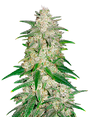 FastBuds Gelato Auto