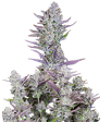 FastBuds Wedding Glue Auto
