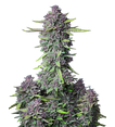 FastBuds Purple Punch Auto