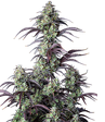 FastBuds Mimosa Cake Auto