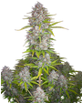 FastBuds Orange Sherbet Auto