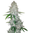 FastBuds Gorilla Glue Auto