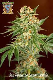 san fernando kush meganasiona