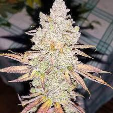 lemon tree barneys
