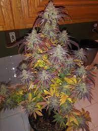 critical orange punch