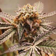 purple punch