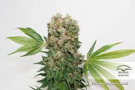 strawberry cough dutch passion