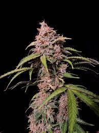 Amnesia Zkittlez Fastbuds