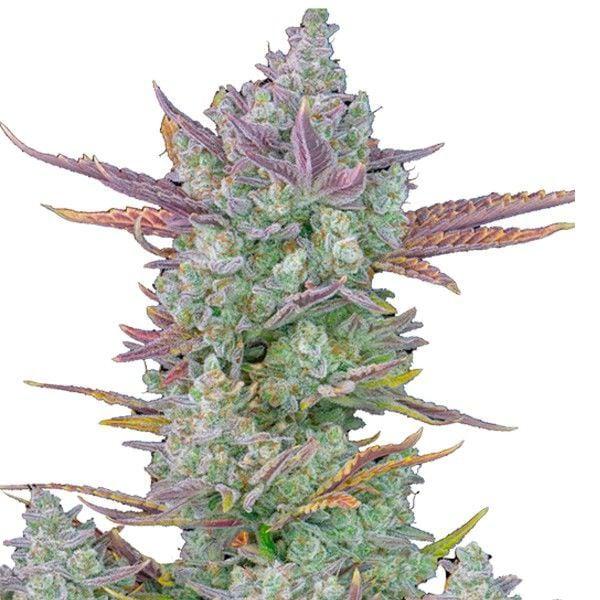 Gorilla Cookies meganasiona