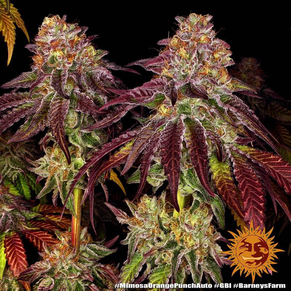 Mimosa x Orange Punch