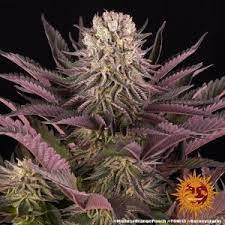Runtz Auto Barney's Farm