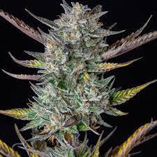 purple punch