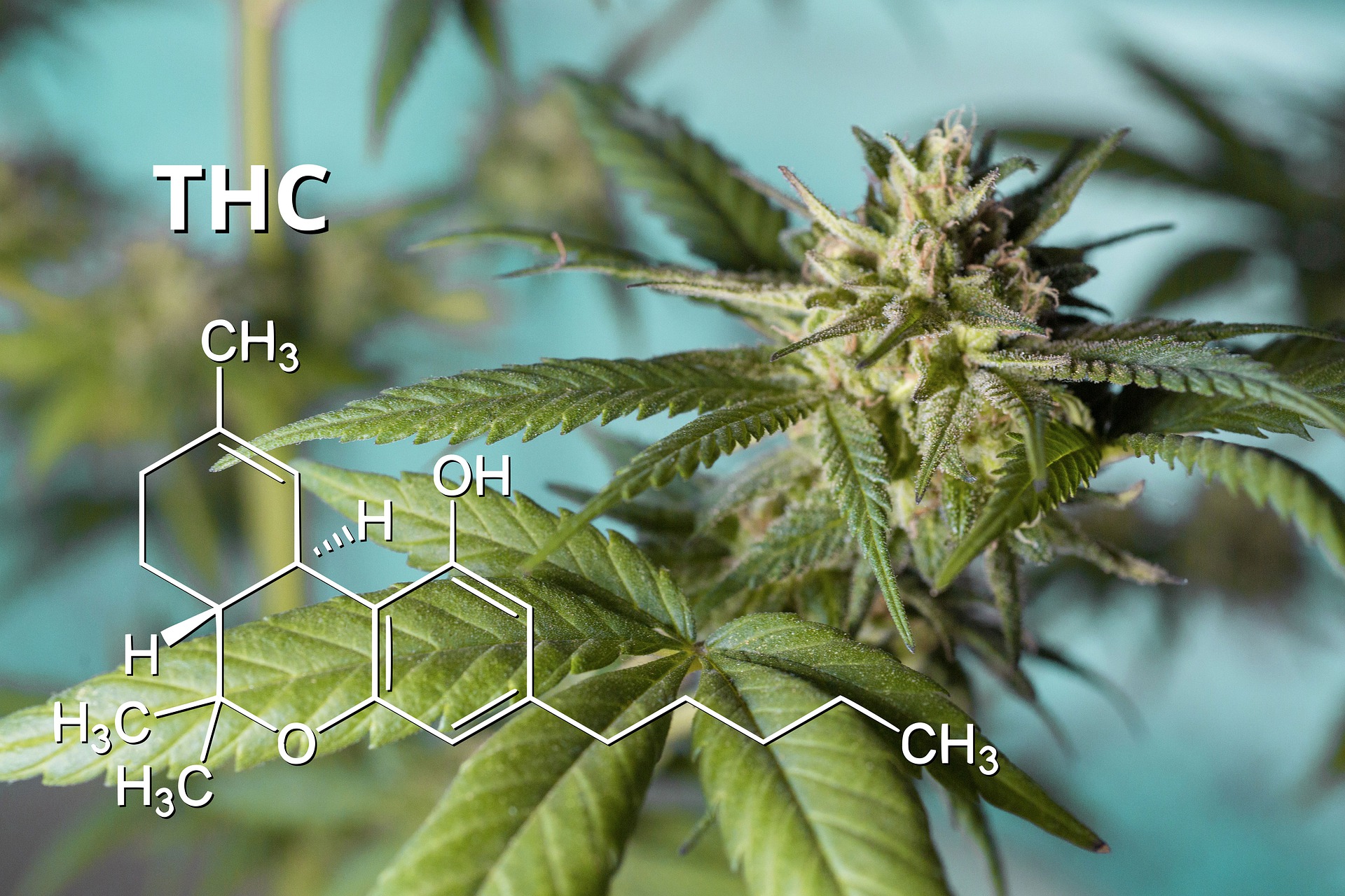 THC w organizmie: ślina, krew i mocz – jak długo jest wykrywalne?