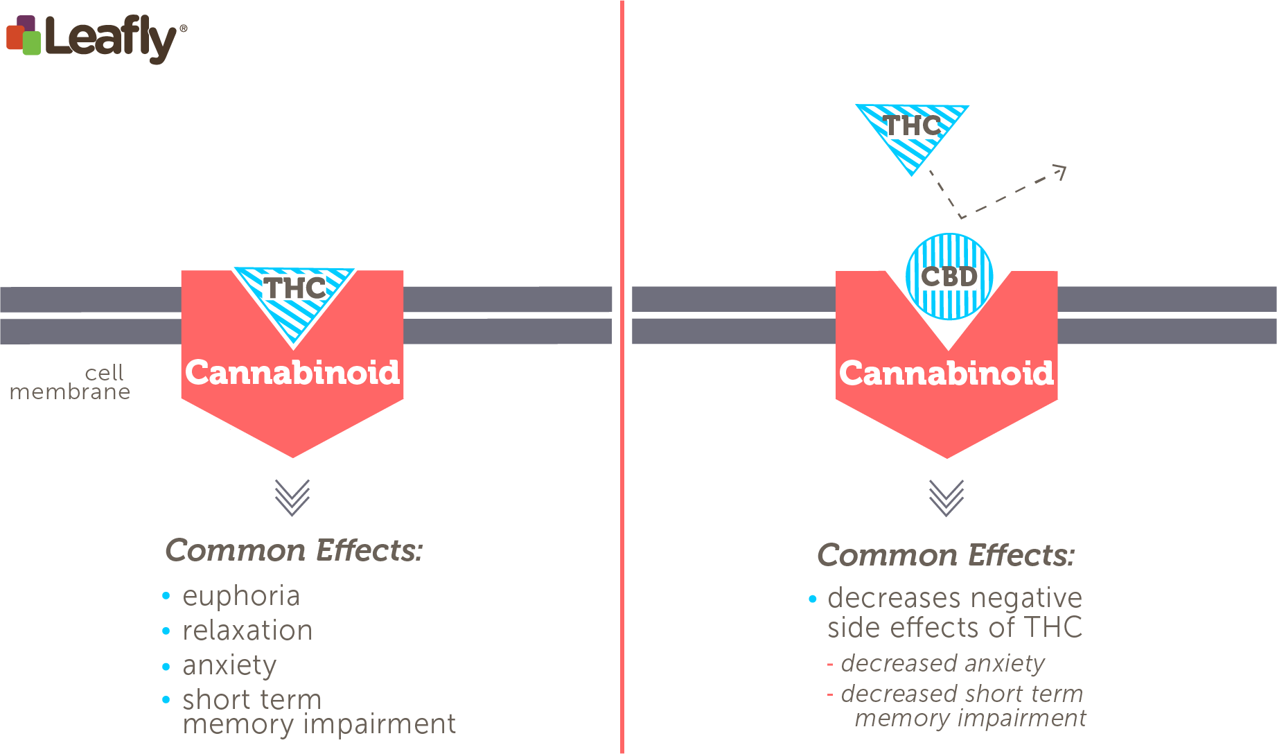 CBD vs THC – czym się różnią? Porównanie działania, legalności i zastosowań (2026)
