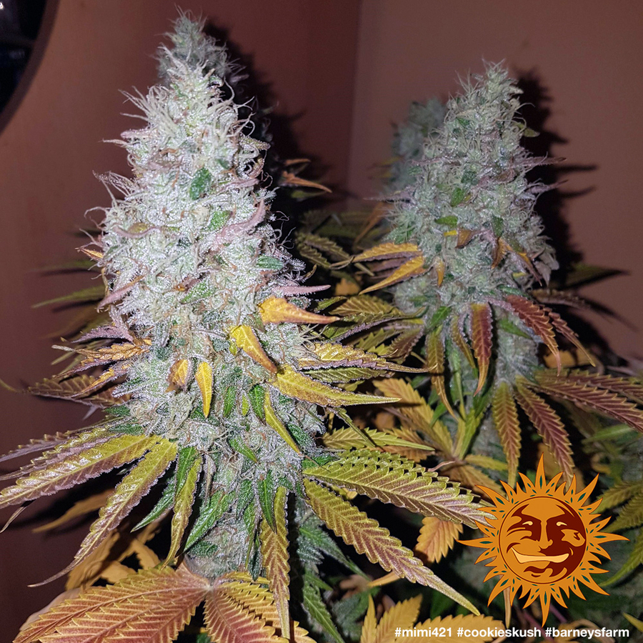 Cookies Kush od Barney's Farm to PRAWDZIWY KILLER THC!!!