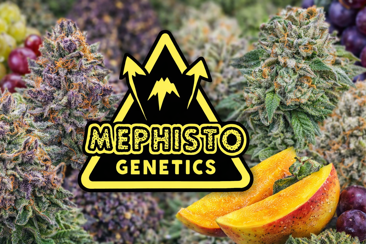 Mephisto Genetics – subiektywna opinia użytkowniczki. Dwie odmiany, które zapamiętałam na długo
