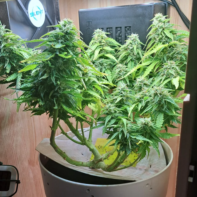 Northern Light od Royal Queen Seeds 100szt