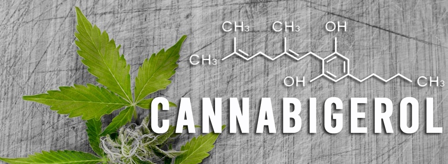THC, CBD... ale czy słyszałeś już o CBG?