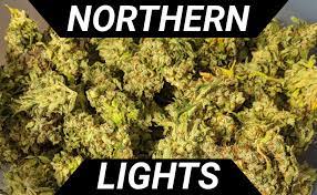 Historia odmiany Northern Lights