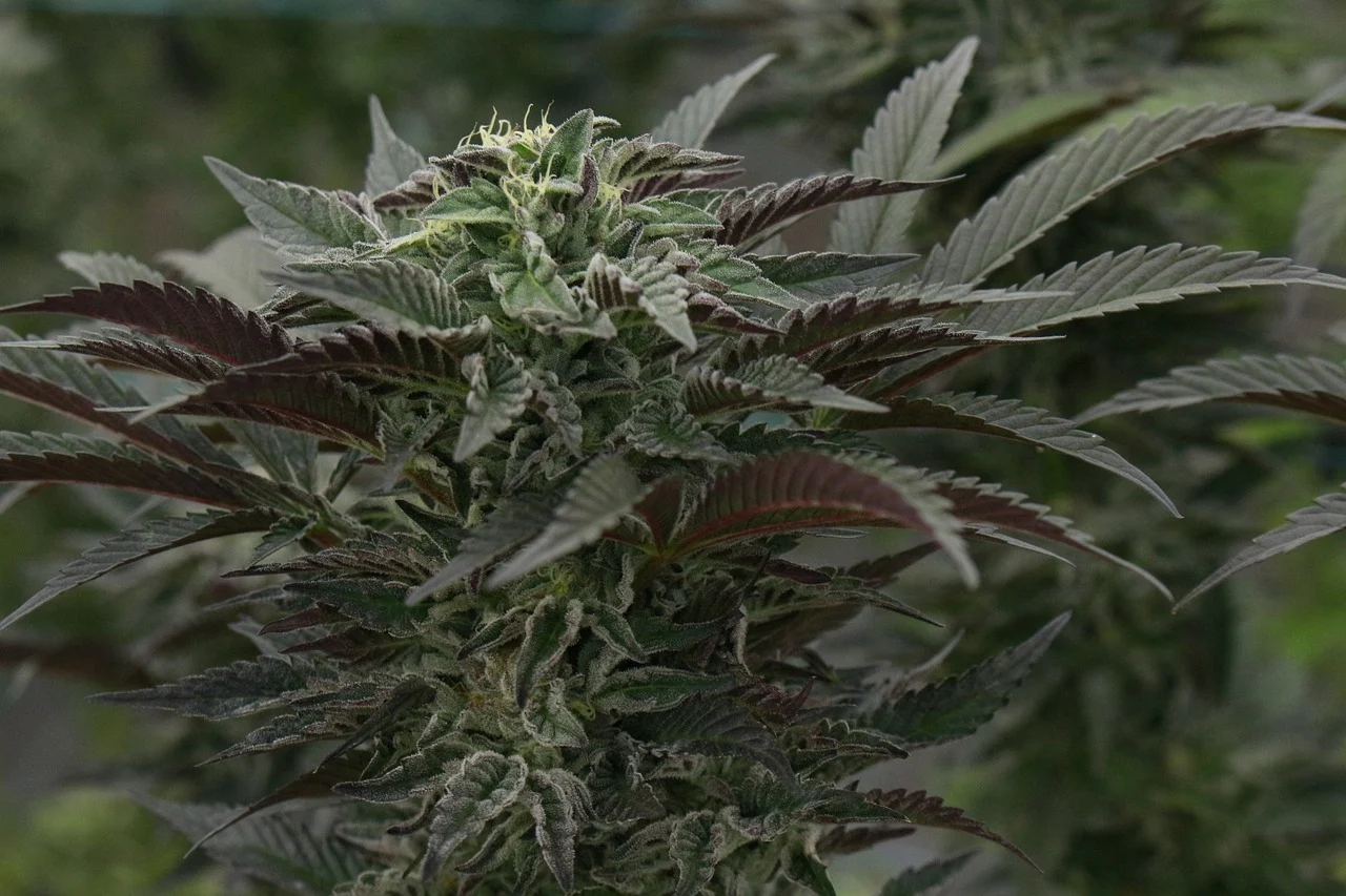 Co to znaczy autoflowering? Dowiedz się, jak hodować nasiona automaty!