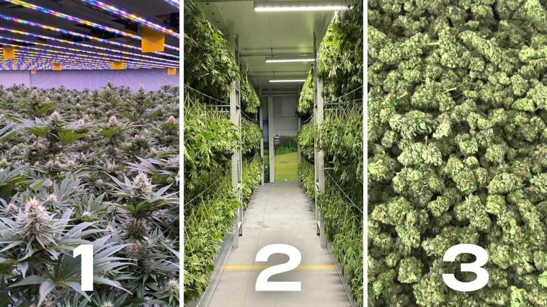 Uprawa CBD w Polsce co i jak?
