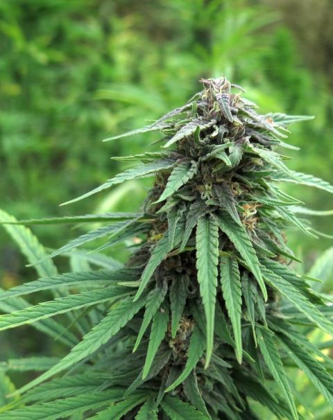 FEMALE SEEDS - Red Purps