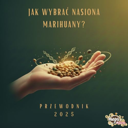 Jak wybrać nasiona marihuany? Przewodnik 2025 – Meganasiona