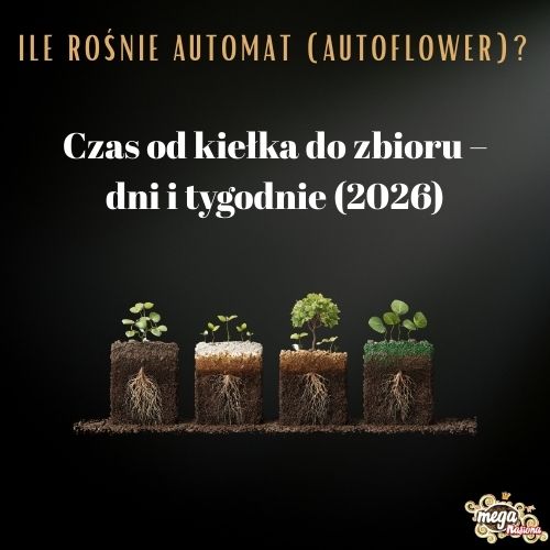 Od kiełka do zbioru - ile to trwa?