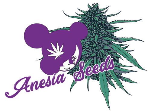 Anesia Seeds